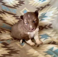 Arrow, a male Siberian Husky for sale in Union, MS – Photo 9 of 9