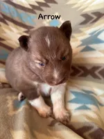 Arrow, a male Siberian Husky for sale in Union, MS – Photo 1 of 9