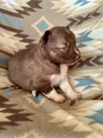 Arrow, a male Siberian Husky for sale in Union, MS – Photo 6 of 9