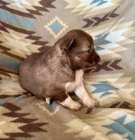 Arrow, a male Siberian Husky for sale in Union, MS – Photo 8 of 9