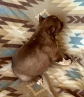 Arrow, a male Siberian Husky for sale in Union, MS – Photo 2 of 9