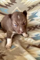 Arrow, a male Siberian Husky for sale in Union, MS – Photo 7 of 9