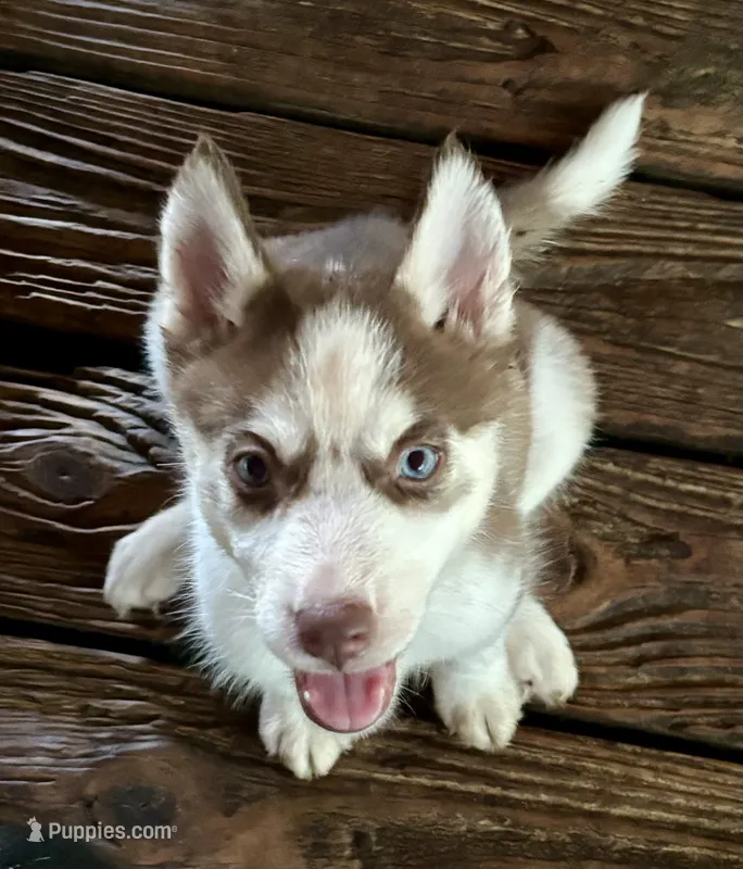 Beth – Siberian Husky puppy for sale in Union, MS