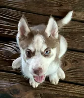 Beth, a female Siberian Husky for sale in Union, MS – 1 of 10