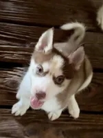 Beth, a female Siberian Husky for sale in Union, MS – 8 of 10