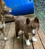 Sundancer, a male Siberian Husky for sale in Union, MS – 7 of 10