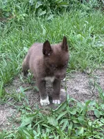 Lyra, a female Siberian Husky for sale in Union, MS – 3 of 10