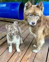 Arrow, a male Siberian Husky for sale in Union, MS – 5 of 10