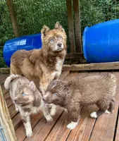 Arrow, a male Siberian Husky for sale in Union, MS – 7 of 10