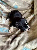 RobWill, a male Siberian Husky for sale in Union, MS – 8 of 8