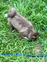 Sundancer, a male Siberian Husky for sale in Union, MS – 9 of 10