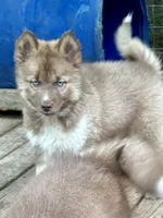 Arrow, a male Siberian Husky for sale in Union, MS – 8 of 10