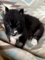 Jacob, a male Siberian Husky for sale in Union, MS – 3 of 5
