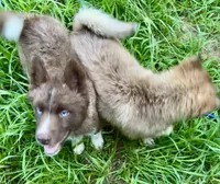 Sundancer, a male Siberian Husky for sale in Union, MS – 2 of 10