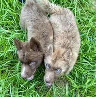 Sundancer, a male Siberian Husky for sale in Union, MS – 6 of 10