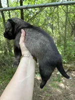 Strider , a male Siberian Husky for sale in Union, MS – Photo 3 of 5