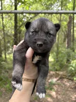 Strider , a male Siberian Husky for sale in Union, MS – Photo 5 of 5