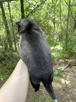 Strider , a male Siberian Husky for sale in Union, MS – Photo 4 of 5