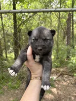 Strider , a male Siberian Husky for sale in Union, MS – Photo 2 of 5