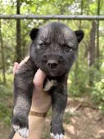 Strider , a male Siberian Husky for sale in Union, MS – Photo 1 of 5