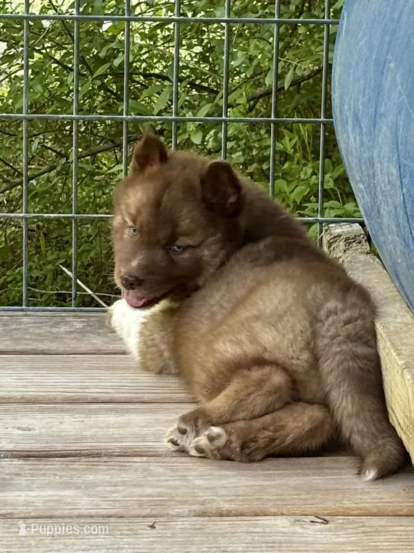 Arrow – Siberian Husky puppy for sale in Union, MS