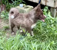Sundancer, a male Siberian Husky for sale in Union, MS – 5 of 10