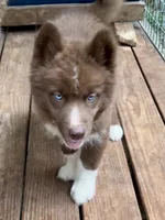 Sundancer, a male Siberian Husky for sale in Union, MS – 4 of 10