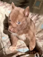 Aldric, a male Siberian Husky for sale in Union, MS – 4 of 5