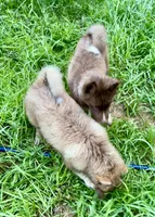 Sundancer, a male Siberian Husky for sale in Union, MS – 10 of 10