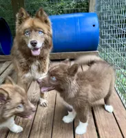 Sundancer, a male Siberian Husky for sale in Union, MS – 9 of 10