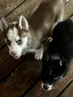 RobWill, a male Siberian Husky for sale in Union, MS – 4 of 4