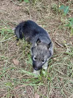 Trakr, a male Siberian Husky for sale in Union, MS – 7 of 9