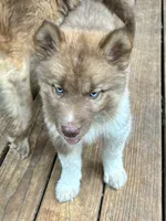Arrow, a male Siberian Husky for sale in Union, MS – 9 of 10