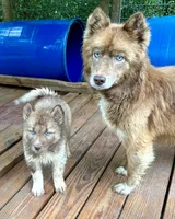 Arrow, a male Siberian Husky for sale in Union, MS – 6 of 10