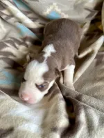 Beth, a female Siberian Husky for sale in Union, MS – 3 of 9