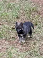 Trakr, a male Siberian Husky for sale in Union, MS – 8 of 9