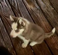Beth, a female Siberian Husky for sale in Union, MS – 2 of 10