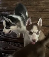 Beth, a female Siberian Husky for sale in Union, MS – 9 of 10