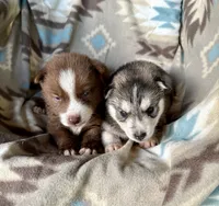 Max, a male Siberian Husky for sale in Union, MS – 6 of 6