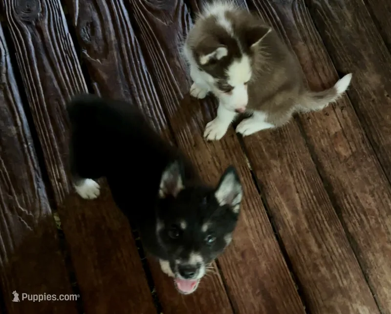 RobWill – Siberian Husky puppy for sale in Union, MS