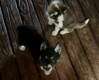 RobWill, a male Siberian Husky for sale in Union, MS – 1 of 4