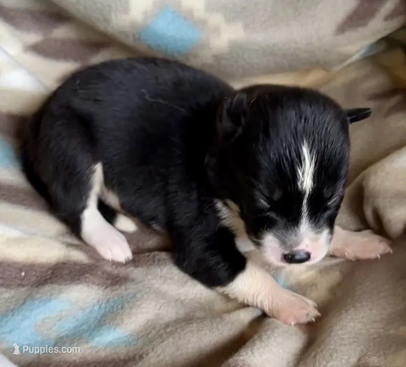 RobWill – Siberian Husky puppy for sale in Union, MS