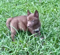 Lyra, a female Siberian Husky for sale in Union, MS – 2 of 10