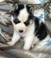 Carter , a male Siberian Husky for sale in Union, MS – 5 of 10