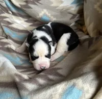 Carter , a male Siberian Husky for sale in Union, MS – 3 of 10