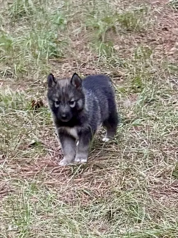 Trakr – Siberian Husky puppy for sale in Union, MS