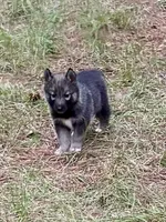 Trakr, a male Siberian Husky for sale in Union, MS – 1 of 9