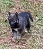 Kaiser, a male Siberian Husky for sale in Union, MS – 2 of 4