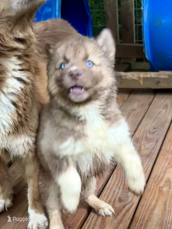 Arrow – Siberian Husky puppy for sale in Union, MS