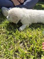 Chase, a male German Shepherd Dog and Great Pyrenees for sale in Parker, CO – 3 of 4